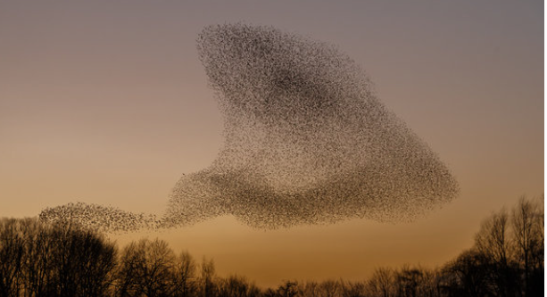 Starling murmuration